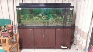 魚缸保溫的方法有哪些：魚缸保溫方法有哪些 魚缸保溫的方法有哪些：魚缸保溫方法有哪些 魚缸百科 第4張