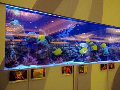 亞克力魚缸怎么樣：亞克力魚缸與玻璃魚缸對比