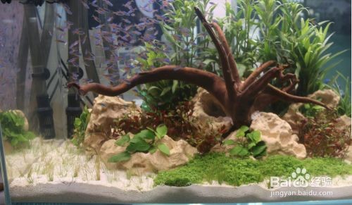 魚缸燈哪款好，如何圓形魚缸專用燈推薦大型魚缸照明方案選擇 魚缸燈哪款好，如何圓形魚缸專用燈推薦大型魚缸照明方案選擇 魚缸百科 第6張
