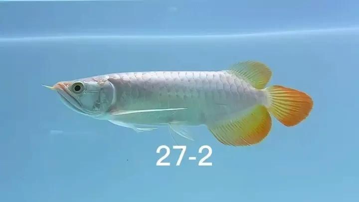 紅龍魚批發選擇祥龍魚場
