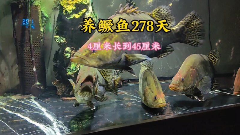 魚一年能長多大