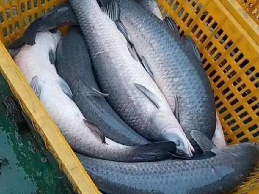 魚一年能長多大