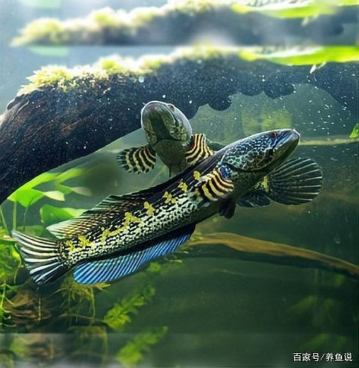 雷龍魚和龍魚哪個(gè)好養(yǎng)活一點(diǎn)