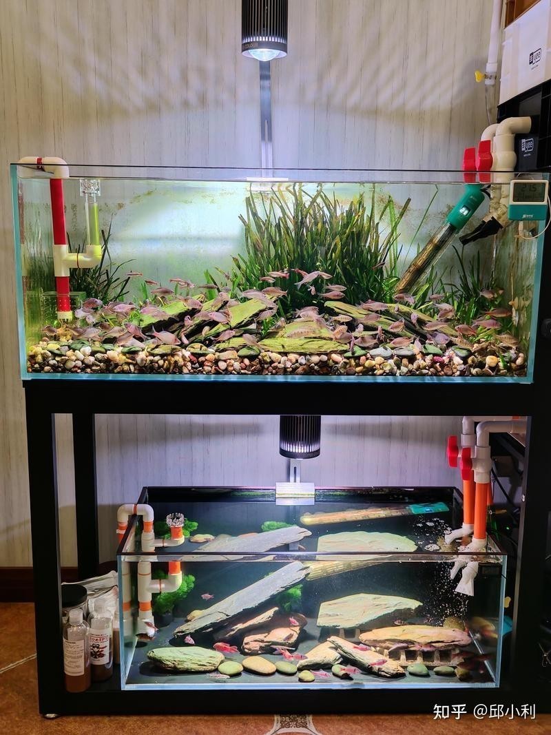 長城杯龍魚水泵的性能如何？