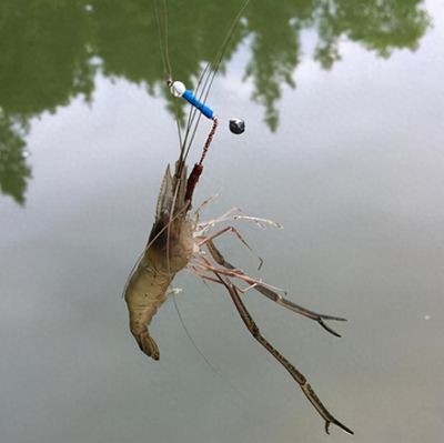 求助側(cè)燈的重要性及其應(yīng)用，新加坡觀賞魚行業(yè)內(nèi)唯一一家為本地和國際客戶提供全面的&服務(wù)
