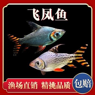龍魚缸中層魚有哪些種類：適合與龍魚混養(yǎng)的中層魚