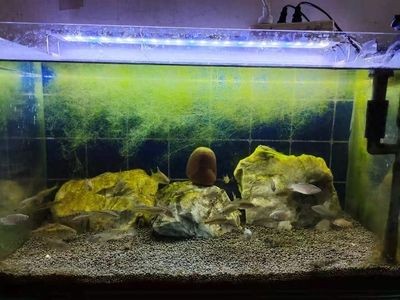 龍魚缸中層魚有哪些種類：適合與龍魚混養(yǎng)的中層魚