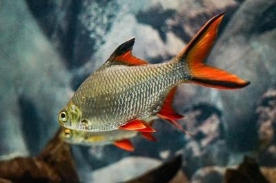 龍魚缸中層魚有哪些種類：適合與龍魚混養(yǎng)的中層魚