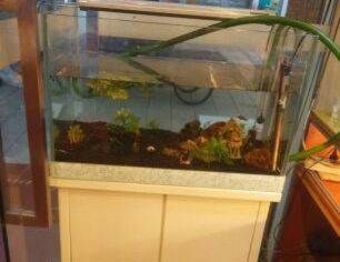 魚缸圖片大全圖100元左右（100元左右的魚缸圖片大全圖100元左右的魚缸圖片大全）