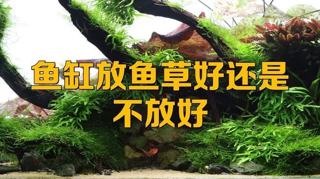 哪里可以購買到高品質的龍魚？