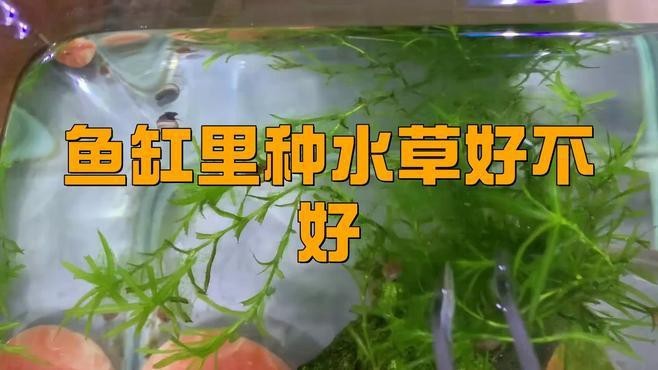 哪里可以購買到高品質的龍魚？