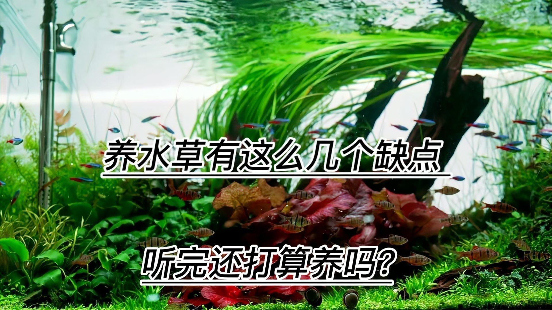 哪里可以購買到高品質的龍魚？