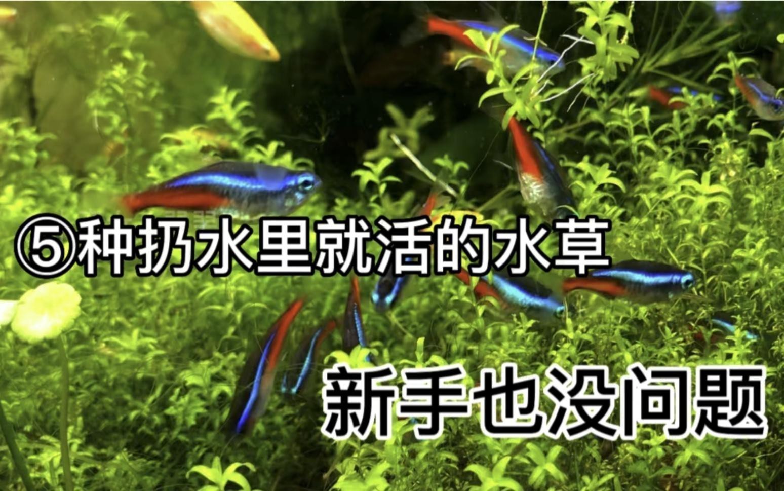 哪里可以購買到高品質的龍魚？