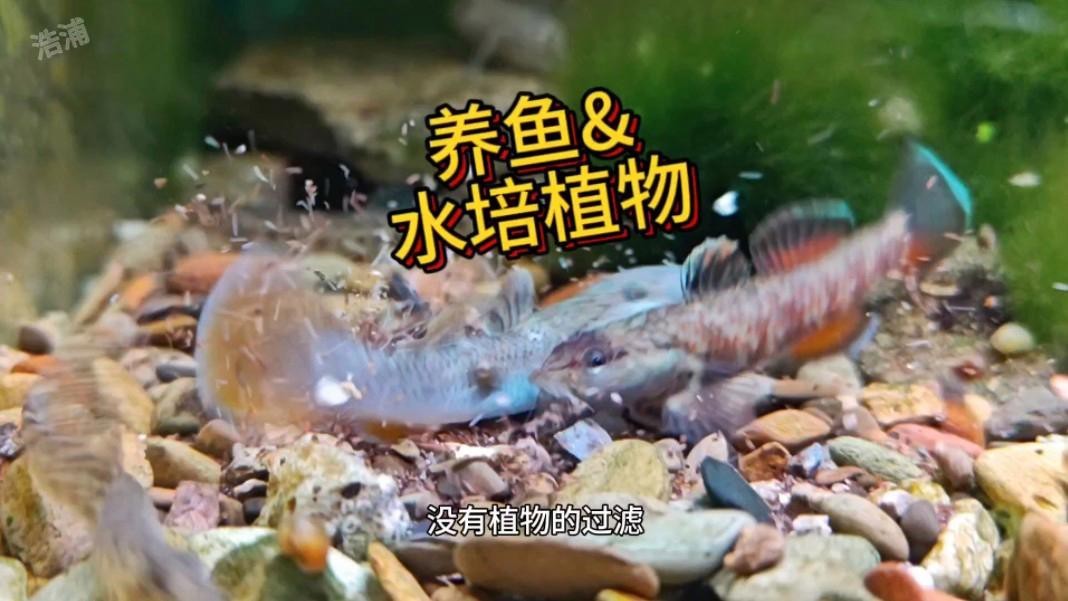 哪里可以購買到高品質的龍魚？
