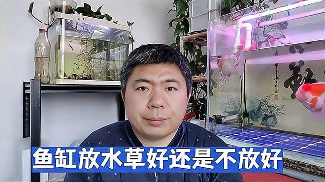 哪里可以購買到高品質的龍魚？