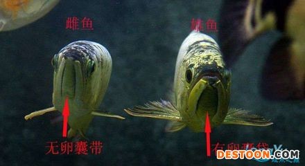 金龍魚(yú)的公母怎么分（如何區(qū)分金龍魚(yú)的公母）