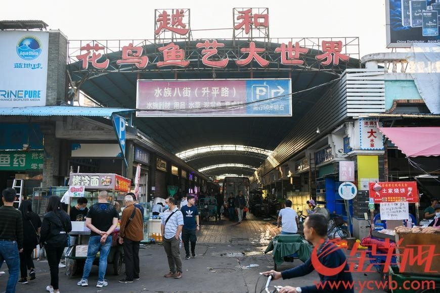 廣州哪里可以買到專業(yè)的龍魚飼料？