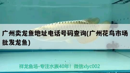 廣州賣龍魚地址電話號碼查詢(廣州花鳥市場批發龍魚)