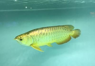 金龍魚缸價格，金龍魚缸價格波動原因