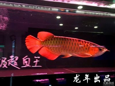怎么預防金龍魚掉眼：如何避免金龍魚掉眼