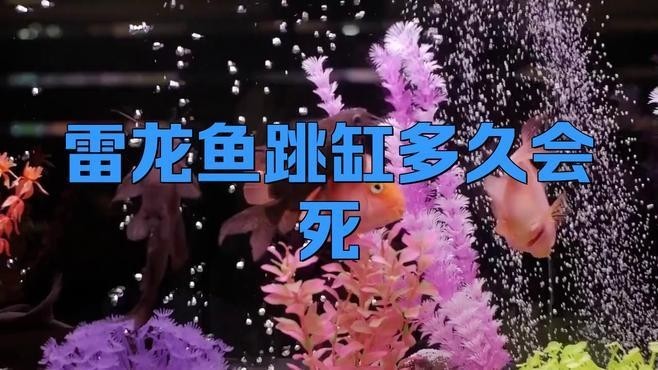 龍魚從魚缸跳出來了還能活嗎