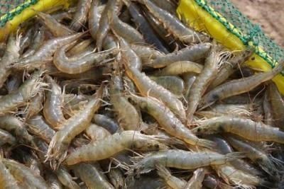 龍魚魚眼有白膜怎么辦啊：龍魚魚眼出現白膜怎么辦
