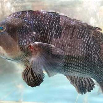 平克魚能長多大