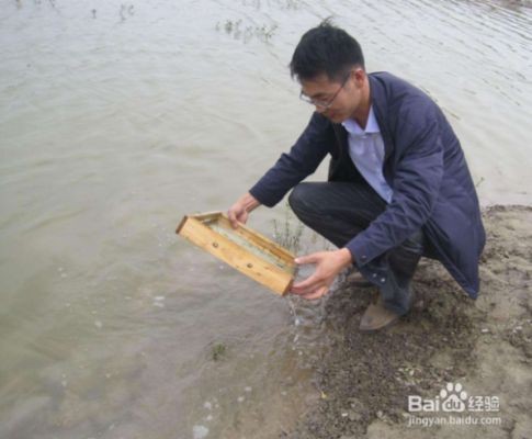 花鰱魚在魚缸怎么養(yǎng)殖視頻中的養(yǎng)殖技巧：花鰱魚在魚缸怎么養(yǎng)殖