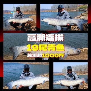 化氏龍紋鯉五代性能如何？
