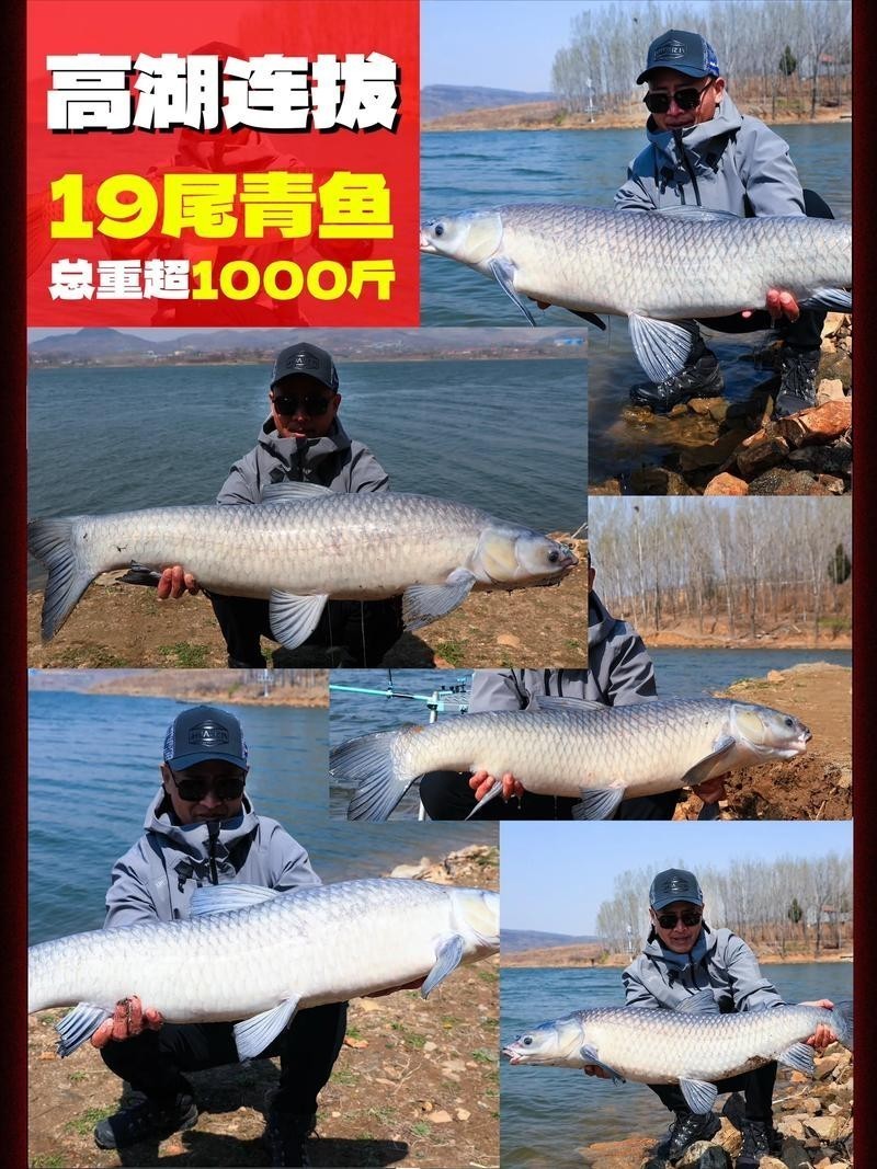 化氏龍紋鯉五代性能如何？