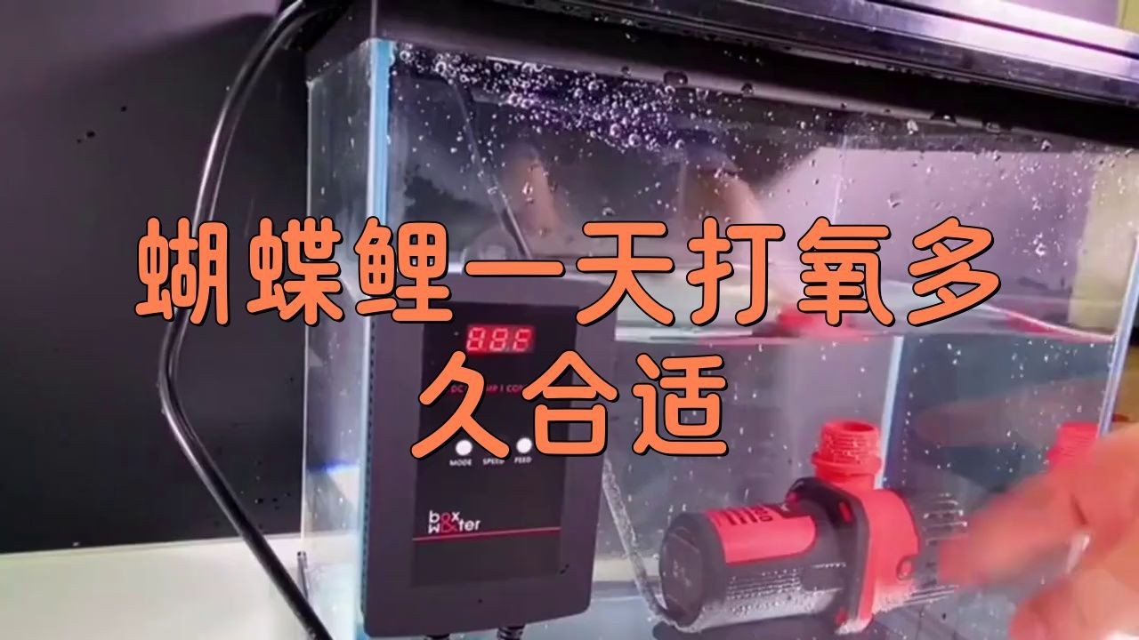 蝴蝶鯉需要一直打氧嗎