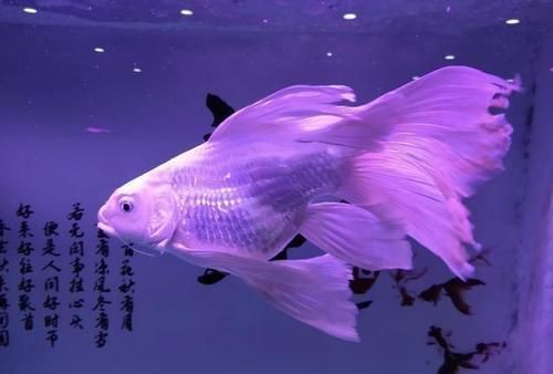 蝴蝶鯉需要一直打氧嗎 蝴蝶鯉需要一直打氧嗎 龍魚論壇 第12張