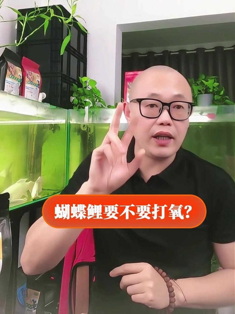 蝴蝶鯉需要一直打氧嗎 蝴蝶鯉需要一直打氧嗎 龍魚論壇 第10張