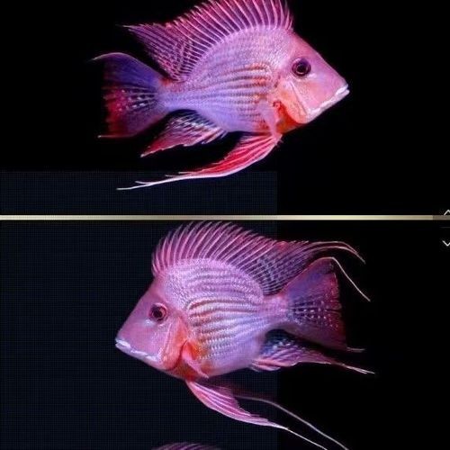 紅龍配魚什么最好