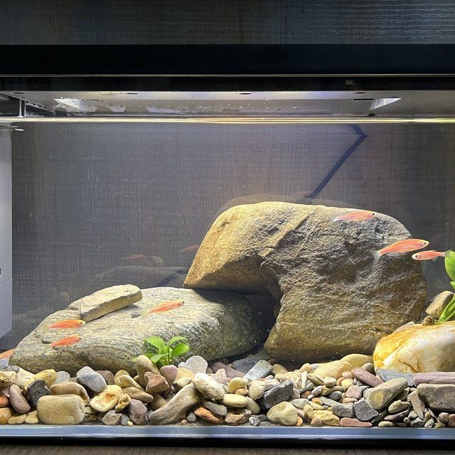 小佩魚缸