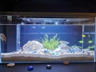 小佩魚(yú)缸