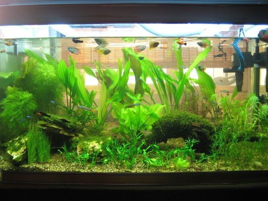 魚缸上過濾水泵電機用水泡住嗎：三合一的魚缸水泵維護保養(yǎng)方法如何選擇合適的魚缸水泵