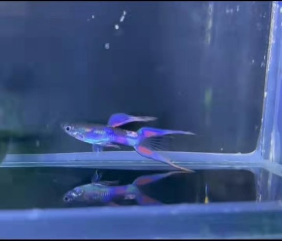 孔雀魚比賽有哪些級別？