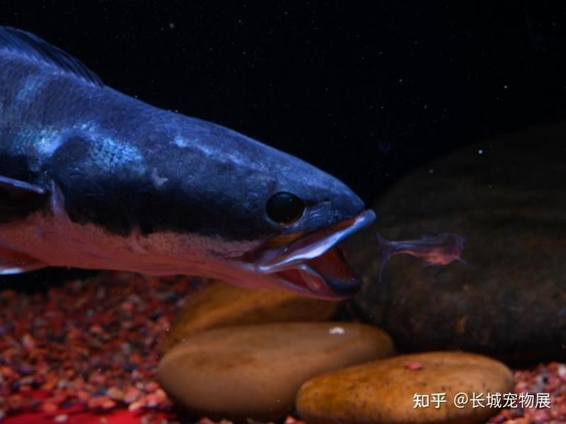 溫江新世紀水族連鎖二手魚缸可以買到二手魚缸的魚缸：二手魚缸價格