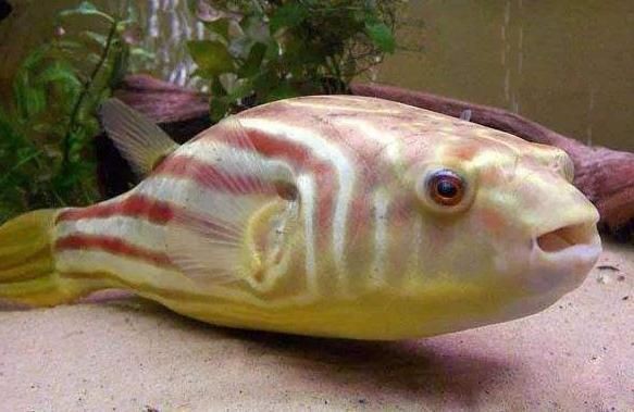 龍魚能吃人吃的酸奶么：龍魚能吃人吃的酸奶么，龍魚能吃么