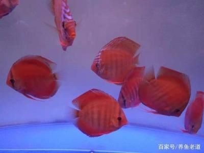 魚缸可以不換水只換濾材嗎（魚缸可以不換水只換濾材嗎，）