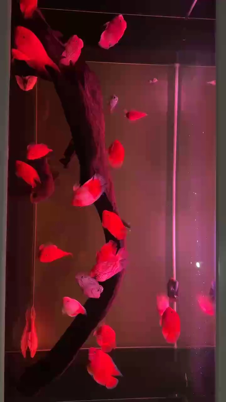 群羅覓食