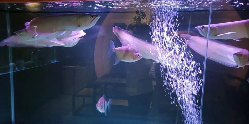 龍魚協會會長文建強