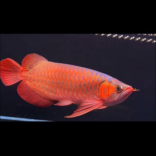 500萬紅龍魚圖片