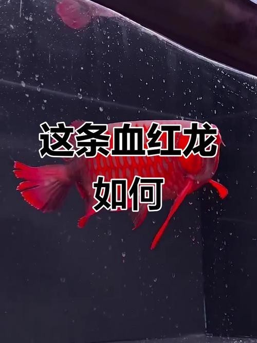500萬紅龍魚圖片