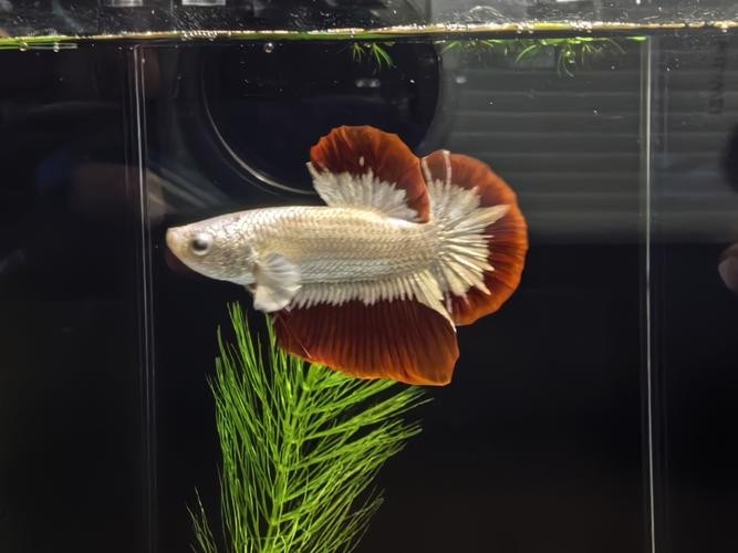 500萬紅龍魚圖片