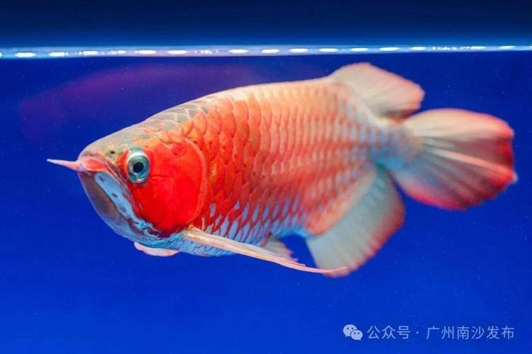 廣州龍魚展會