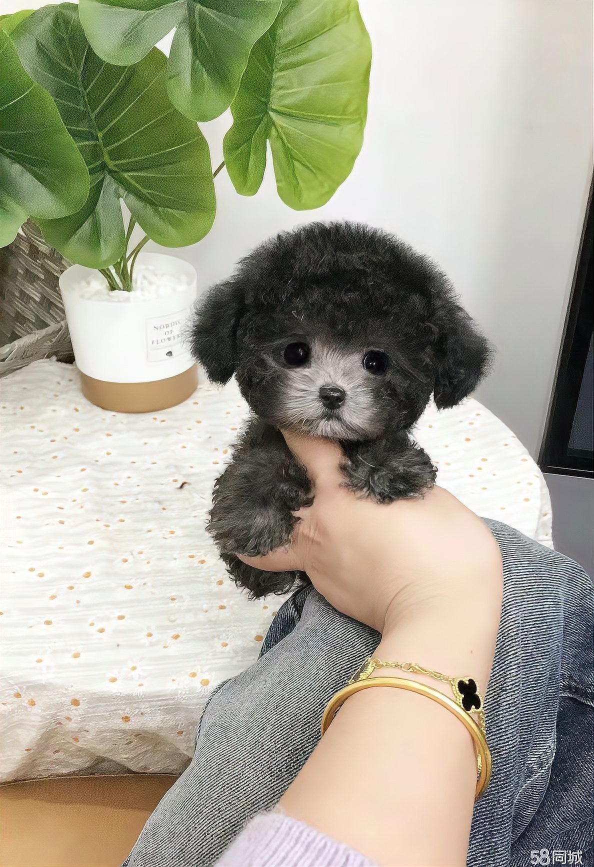 寵物在長城攀爬時需要注意什么？