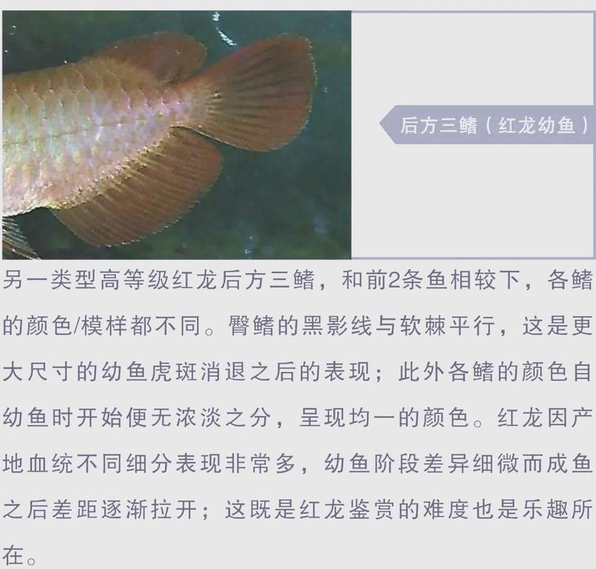 正大漁場的紅龍魚價格如何？