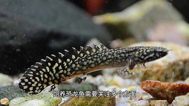 虎紋恐龍魚混養最簡單三個步驟